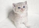 British 3 - British Shorthair Kitten For Sale - Helotes&comma; TX&comma; US