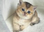 British straight 3 - British Shorthair Kitten For Sale - Helotes&comma; TX&comma; US