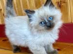 Bluebell - Domestic Kitten For Sale - Mankato&comma; MN&comma; US