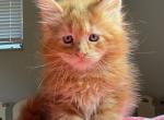 Desi - Maine Coon Kitten For Sale - Hollywood&comma; FL&comma; US