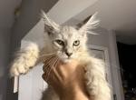 Caramel - Maine Coon Kitten For Sale - Hollywood&comma; FL&comma; US