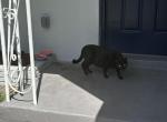 Gato - Bombay Cat For Adoption - Ft Lauderdale&comma; FL&comma; US