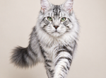 SILVER TABBY EUROPEAN IMPORT FIFE MAINE COON - Maine Coon Kitten For Sale - NY&comma; US