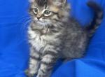 King kitten Barbos Mix Maine Coon & Ragdoll - Maine Coon Kitten For Adoption - Auburn&comma; WA&comma; US