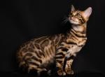 Bengal Fashion kitten - Bengal Cat For Sale - Charlotte&comma; NC&comma; US
