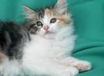 Kelly kitten mix Maine Coon & Ragdoll - Ragdoll Kitten For Adoption - Auburn&comma; WA&comma; US