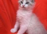 Pure breed Maine Coon - Maine Coon Kitten For Adoption - Auburn&comma; WA&comma; US