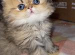 Tiger Persian Female - Persian Kitten For Sale - 