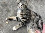 Kurtis - Domestic Kitten For Sale - 