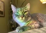Biscuit - American Shorthair Cat For Adoption - Kansas City&comma; MO&comma; US