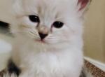 Kelly - Siberian Kitten For Sale - NJ&comma; US
