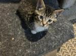 Rounds - Domestic Kitten For Sale - 