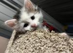 Fez - Domestic Kitten For Sale - 