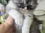 Babys Persian - Persian Kitten For Sale - Miami&comma; FL&comma; US