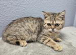 Jay - Scottish Straight Kitten For Sale - FL&comma; US