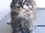 Babys Persian 2 - Persian Kitten For Sale - 