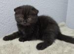 Puma - Scottish Fold Kitten For Sale - FL&comma; US