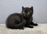 Zoie - Scottish Straight Kitten For Sale - FL&comma; US