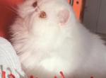 Solid White Female Persian - Persian Cat For Sale - 