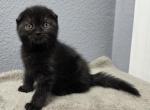 Ellis - Scottish Fold Kitten For Sale - FL&comma; US
