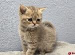 Lucia - Scottish Straight Kitten For Sale - FL&comma; US