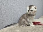 Gray - Scottish Fold Kitten For Sale - FL&comma; US