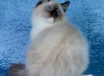 Roland - Ragdoll Kitten For Sale - Hatfield&comma; PA&comma; US