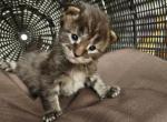 Veyda - Maine Coon Kitten For Sale - Burke&comma; SD&comma; US