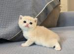 Lilac golden cute girl - British Shorthair Kitten For Sale - Fontana&comma; CA&comma; US