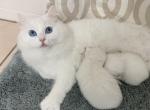 White girl 2 - Ragdoll Kitten For Sale - Riverside&comma; CA&comma; US