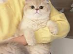 Lilac golden shaded girl - British Shorthair Kitten For Sale - Fontana&comma; CA&comma; US