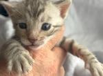 Silver Girl - Bengal Kitten For Sale - Morrisonville&comma; NY&comma; US
