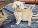Jasper Blue Mink Cherubim Ragdoll - Ragdoll Kitten For Sale - 
