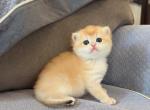 NY12 golden shaded boy - British Shorthair Kitten For Sale - Fontana&comma; CA&comma; US