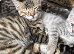Jupiters Kitties - Bengal Kitten For Sale - San Jose&comma; CA&comma; US