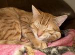 Oscar - American Shorthair Kitten For Sale - Milaca&comma; MN&comma; US