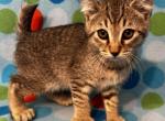 Highlander kity 5j - Highlander Kitten For Sale - 