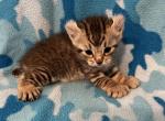 Highlander kity 2p - Highlander Kitten For Sale - Goshen&comma; AL&comma; US