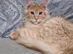 Marcus - Maine Coon Kitten For Sale - 