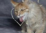 Maximus - Maine Coon Kitten For Sale - 