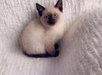 Super cute litter - Siamese Kitten For Sale - 