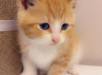 Handsome Orange Kitty - Domestic Kitten For Sale - 