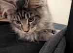 Jeff - Maine Coon Kitten For Sale - 