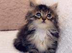 Cuteness - Ragdoll Kitten For Sale - 