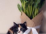 Such sweetness - Domestic Kitten For Sale - Vancouver&comma; WA&comma; US