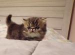 Ariel - Persian Kitten For Sale - 