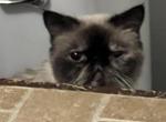 Bianca - Scottish Straight Cat For Adoption - Bethany&comma; OK&comma; US