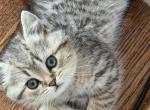 Marx - Scottish Straight Kitten For Sale - Palatine&comma; IL&comma; US