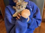Marx - Scottish Straight Kitten For Sale - Palatine&comma; IL&comma; US