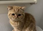 Birdie - Scottish Straight Kitten For Adoption - Bethany&comma; OK&comma; US